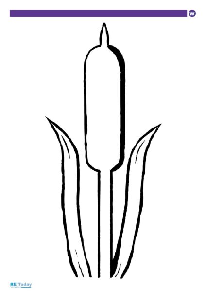 Bulrush outline pdf